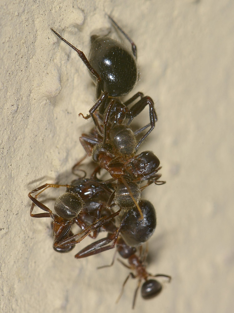 Euryopis episinoides con formiche predate - Borrello (CH)